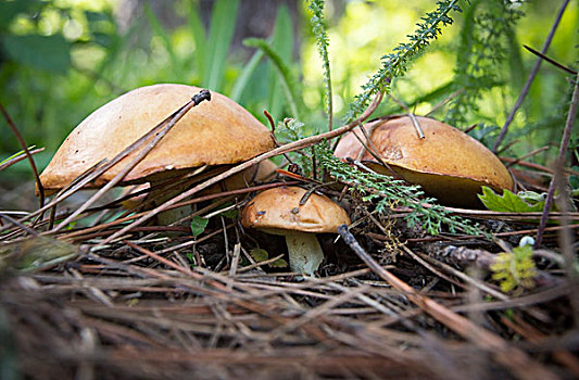 蘑菇,生长,树林