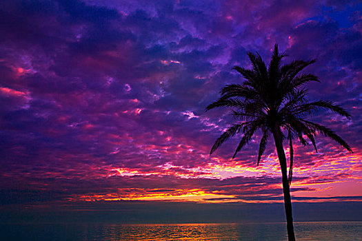 日落,日出,棕榈树,上方,地中海