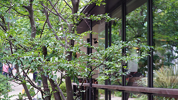 树枝,餐厅