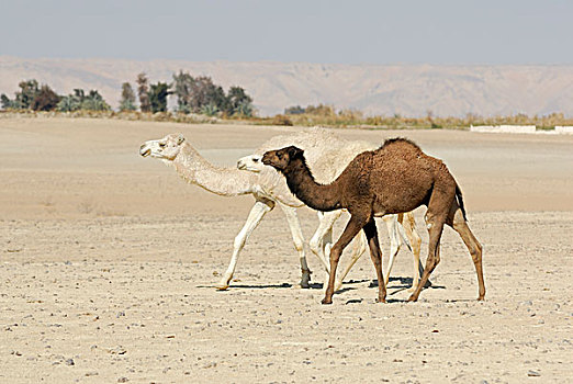 走,单峰骆驼,靠近,费拉菲拉,绿洲,西部沙漠,埃及,非洲