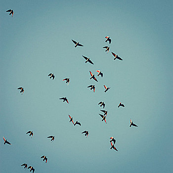 鸽子,成群,蓝天