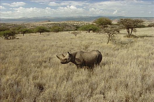 黑犀牛,大草原,肯尼亚