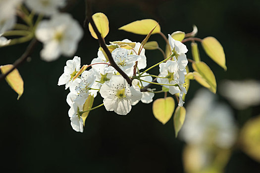 特写,户外,梨花,梨花树,春天,无人,仰视,植物,景观,开花,树木,花,户外活动,公园,绽放,季节性,花蕾,阳光明媚,天气,自然,现场,树枝,树干,环境,植物学,花香,生活,风光,朵朵,野生,灌木,光