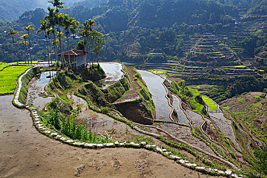 风景,靠近,巴纳韦,著名,古老,稻米梯田,山脉,区域,北方,吕宋岛,菲律宾