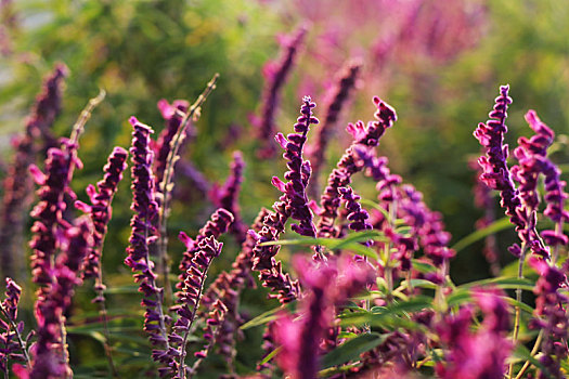 紫色,薰衣草
