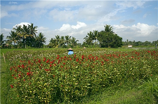 花,挑选,巴厘岛,印度尼西亚