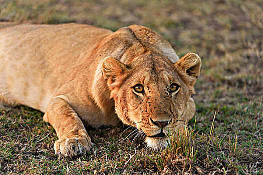 雌狮,狮子,对抗,看,马赛马拉国家保护区,肯尼亚,非洲