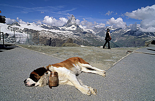 狗,日本人,游客,戈尔内格拉特,山脊,背影,山,马塔角,策马特峰,瓦莱,瑞士,欧洲