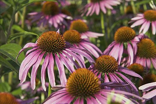 花,紫色金花菊,松果菊,老,草本,植物,帮助,普通感冒