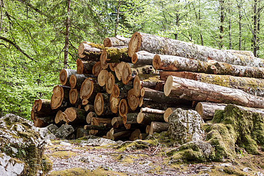 一堆木材,树林