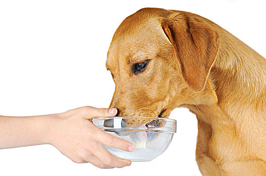 黄色拉布拉多犬,狗,母狗,舔,牛奶,玻璃碗