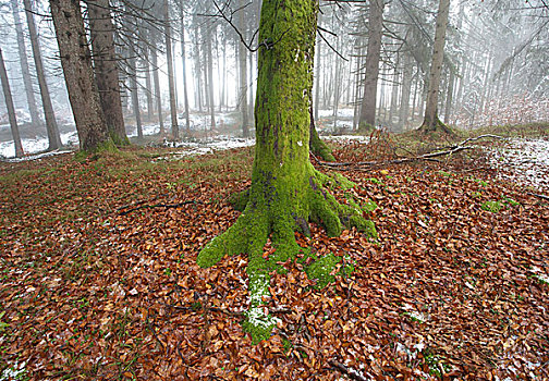 苔藓,绿色,树干,冬天,树林,围绕,秋叶,德国,巴伐利亚