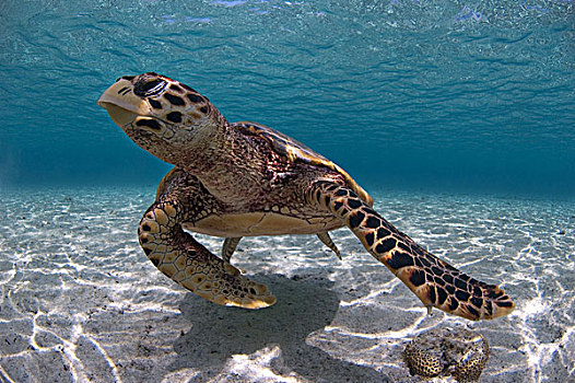 绿海龟,龟类,游泳,塞舌尔