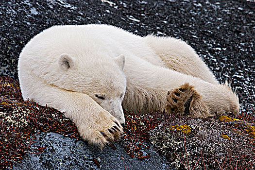 北极熊,丘吉尔市,野生动物,管理,区域,哈得逊湾,曼尼托巴,加拿大