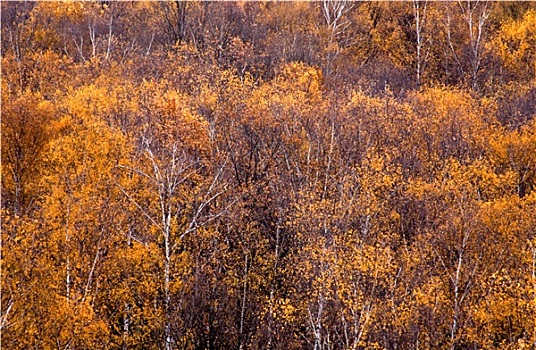 秋天,小树林