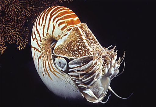 印度尼西亚,鹦鹉螺,暗色,水