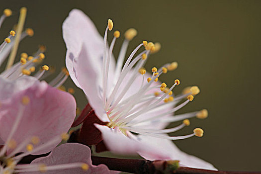 花朵特写