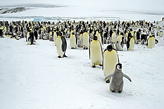 帝企鹅,生物群,南极