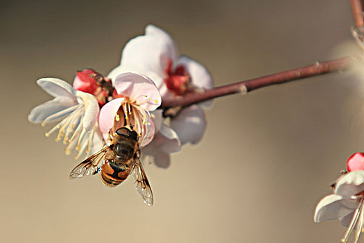 梅花,蜜蜂
