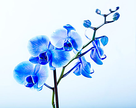 蓝色,兰花,蓝色背景,背景