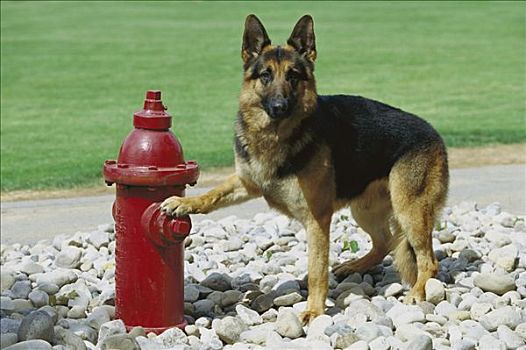 德国牧羊犬,狗,爪子,红色,消防栓