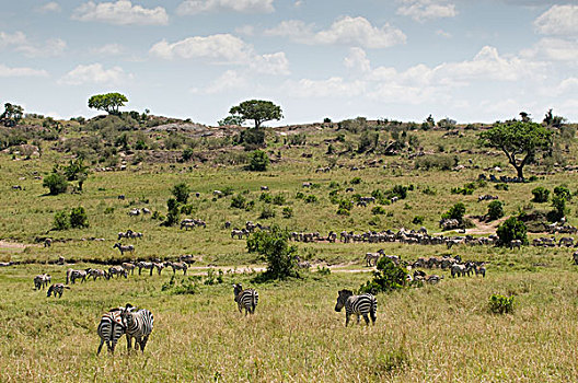 斑马,牧群,马,马赛马拉国家保护区,肯尼亚