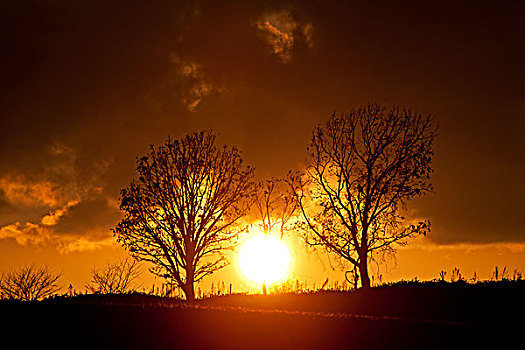 树,夕阳