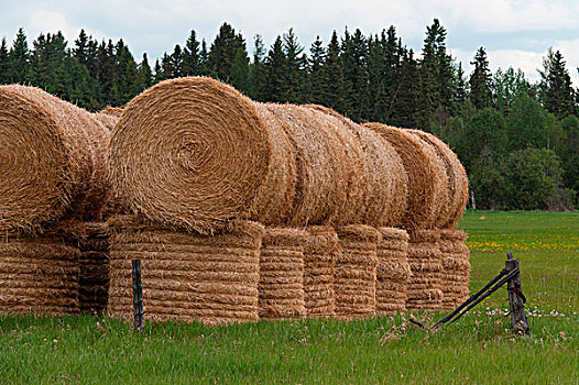干草包,地点,北方,艾伯塔省,加拿大
