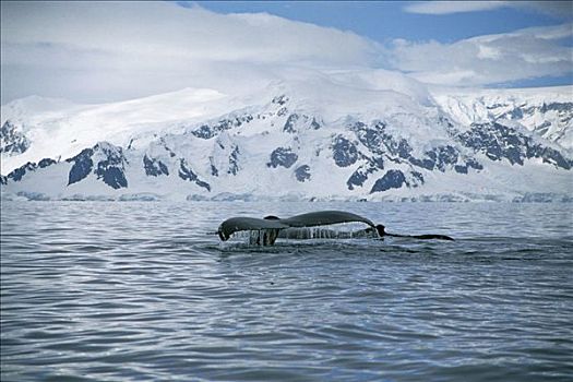 驼背鲸,大翅鲸属,鲸鱼,南极半岛,南极