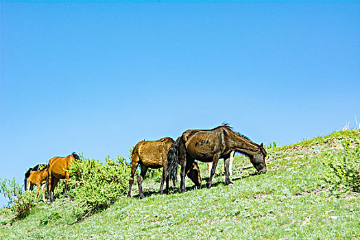 那拉提草原成群的骏马