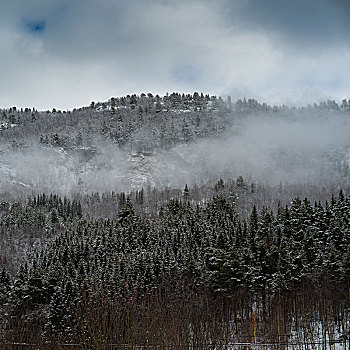 雾,上方,树,树林,诺尔兰郡,挪威