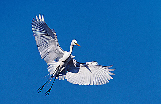 大白鹭,飞行,国家野生动植物保护区,萨尼伯尔岛,佛罗里达