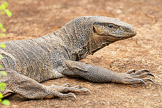 巨蜥,巨蜥属,斯里兰卡,国家公园