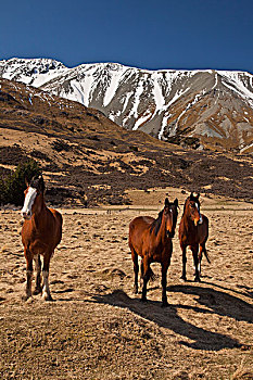 家养马,马,三个,车站,河谷,坎特伯雷,新西兰
