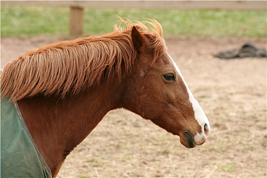 褐色,马,头部,侧面