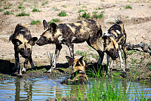 非洲野狗,非洲野犬属,成年,水潭,沙子,禁猎区,克鲁格国家公园,南非,非洲