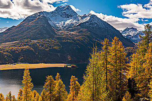 秋天,落叶松属植物,落叶松属,看,正面,积雪,恩格达恩,山顶,瑞士,欧洲