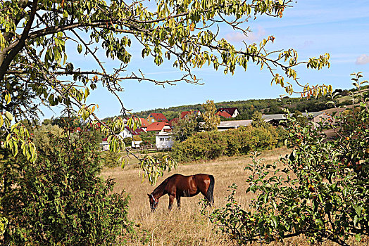 马,围场,小路,图林根州,德国
