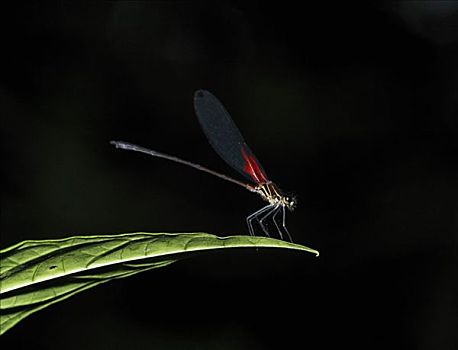 蜻蛉,雄性,哥斯达黎加