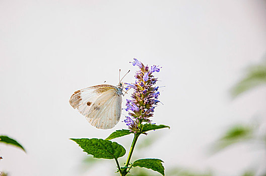 蝴蝶在藿香的花朵上