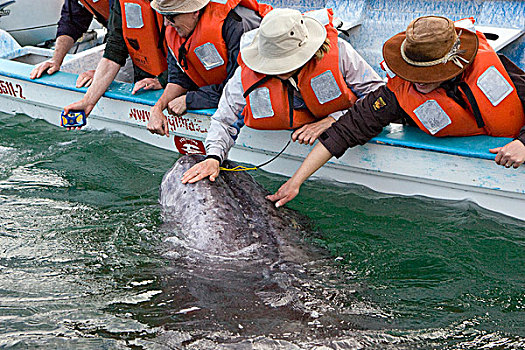 灰鲸,接触,友好,鲸,下加利福尼亚州,墨西哥