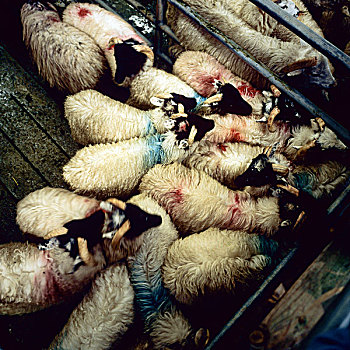 绵羊,市场,康纳玛拉,戈尔韦郡,爱尔兰