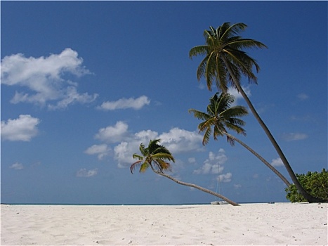 海岸,棕榈树