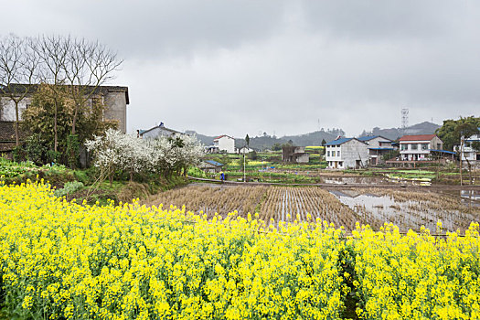 油菜花