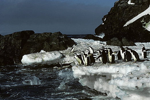 南极,岛屿,帽带企鹅,海洋,进食