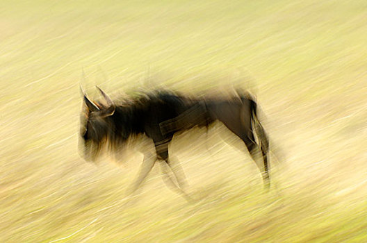 蓝角马,角马,走,塞伦盖蒂国家公园,坦桑尼亚