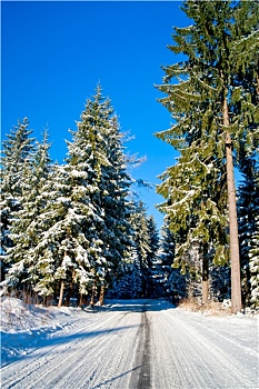 雪路,冬日树林