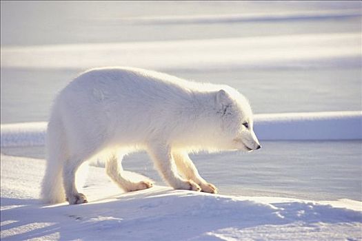 白色,北极狐,冰,丘吉尔市,曼尼托巴,加拿大,冬天