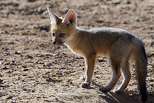幼兽,角狐,狐属,向外看,巢穴,入口,晨光,卡拉哈迪大羚羊国家公园,北开普,南非,非洲