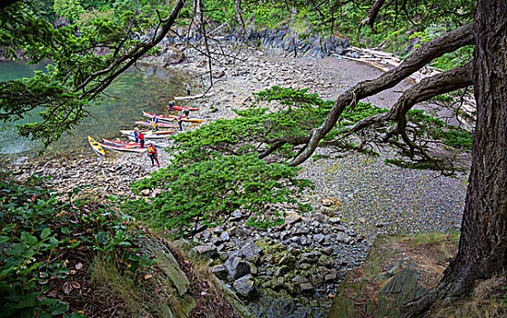 美国,华盛顿,海洋,漂流,海滩,岛屿,圣胡安,风景,枝条,花旗松,树